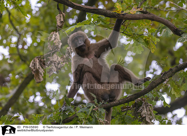 weiblicherBlutbrustpavian / female bleeding-heart monkey / PW-05690