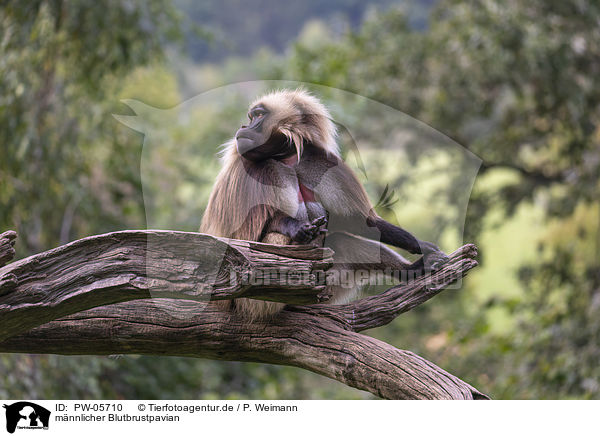 mnnlicher Blutbrustpavian / male bleeding-heart monkey / PW-05710