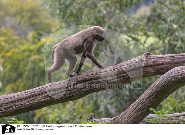 weiblicherBlutbrustpavian / female bleeding-heart monkey / PW-05712