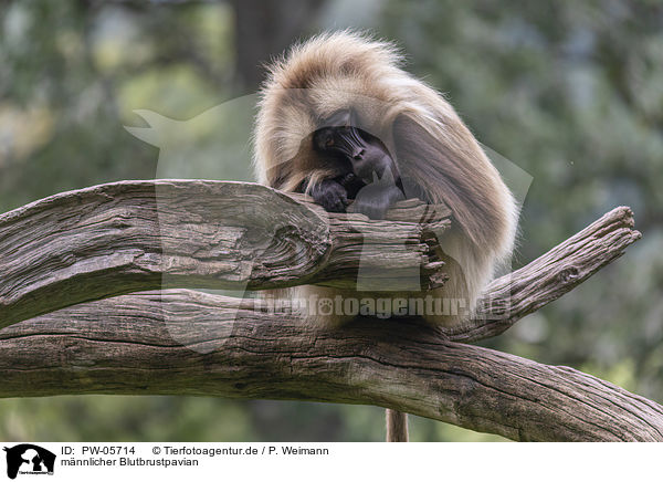 mnnlicher Blutbrustpavian / male bleeding-heart monkey / PW-05714