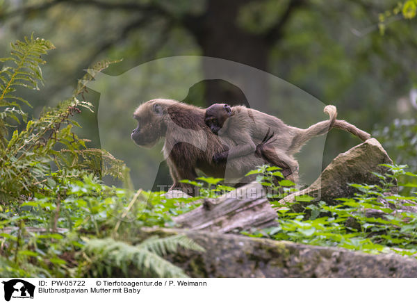 Blutbrustpavian Mutter mit Baby / bleeding-heart monkey mother with baby / PW-05722
