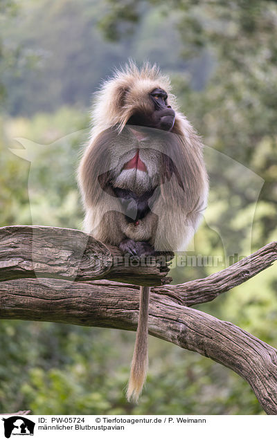 mnnlicher Blutbrustpavian / male bleeding-heart monkey / PW-05724