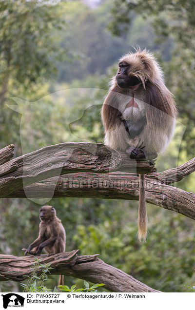 Blutbrustpaviane / bleeding-heart monkeys / PW-05727