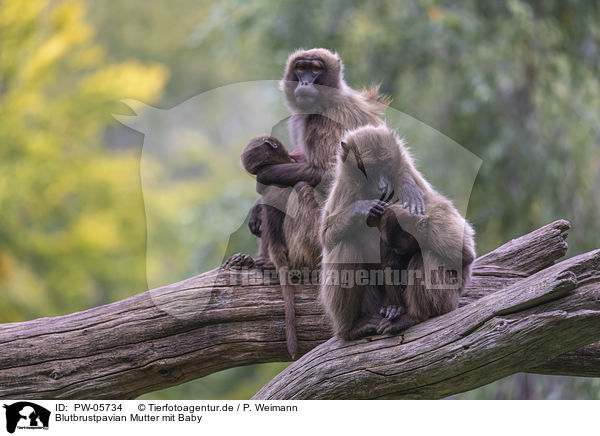 Blutbrustpavian Mutter mit Baby / bleeding-heart monkey mother with baby / PW-05734