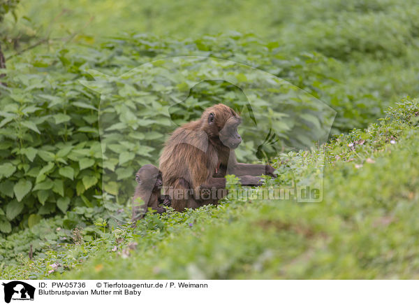 Blutbrustpavian Mutter mit Baby / bleeding-heart monkey mother with baby / PW-05736