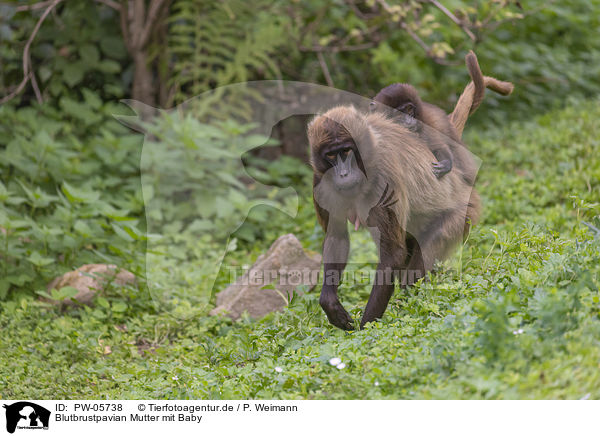 Blutbrustpavian Mutter mit Baby / bleeding-heart monkey mother with baby / PW-05738