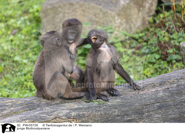 junge Blutbrustpaviane / young bleeding-heart monkeys / PW-05739