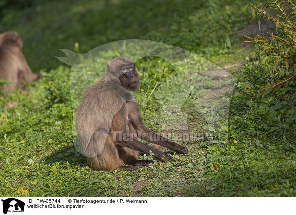 weiblicherBlutbrustpavian / female bleeding-heart monkey / PW-05744