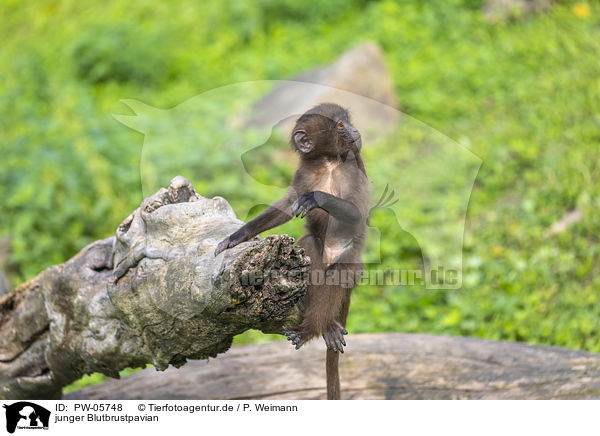 junger Blutbrustpavian / young bleeding-heart monkey / PW-05748