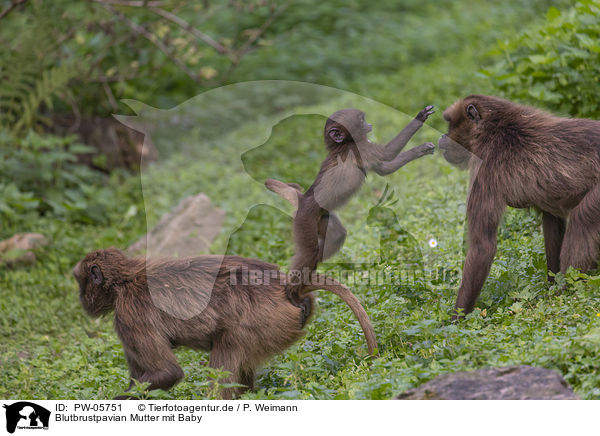 Blutbrustpavian Mutter mit Baby / bleeding-heart monkey mother with baby / PW-05751