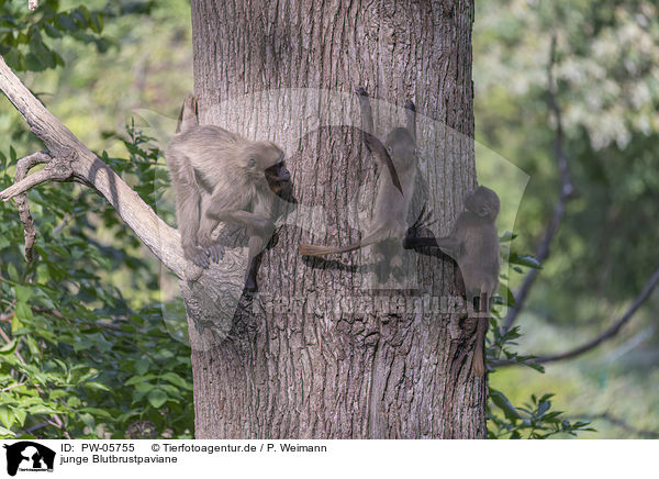 junge Blutbrustpaviane / young bleeding-heart monkeys / PW-05755