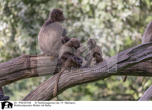 Blutbrustpavian Mutter mit Baby / bleeding-heart monkey mother with baby / PW-05758