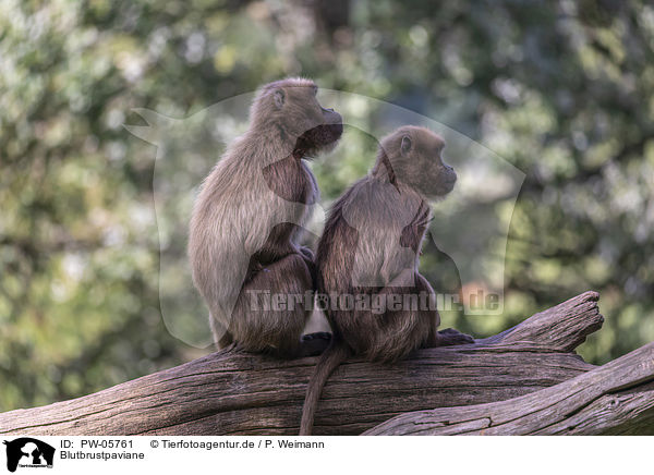 Blutbrustpaviane / bleeding-heart monkeys / PW-05761