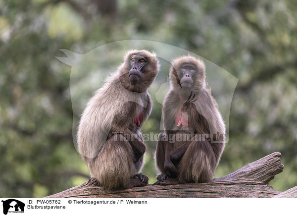 Blutbrustpaviane / bleeding-heart monkeys / PW-05762