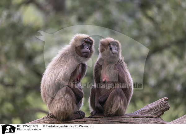 Blutbrustpaviane / bleeding-heart monkeys / PW-05763