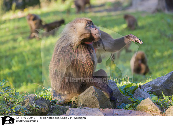 Blutbrustpaviane / gelada baboons / PW-09943