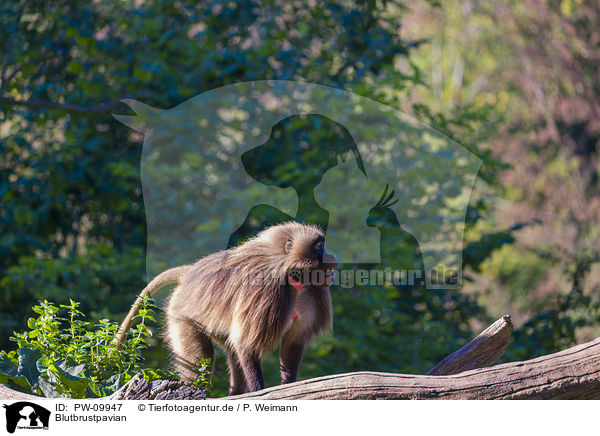 Blutbrustpavian / gelada baboon / PW-09947