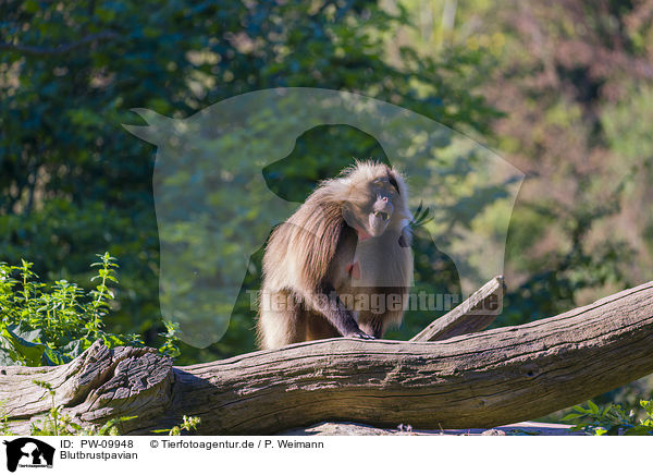 Blutbrustpavian / gelada baboon / PW-09948
