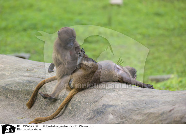 Blutbrustpaviane / gelada baboons / PW-09956