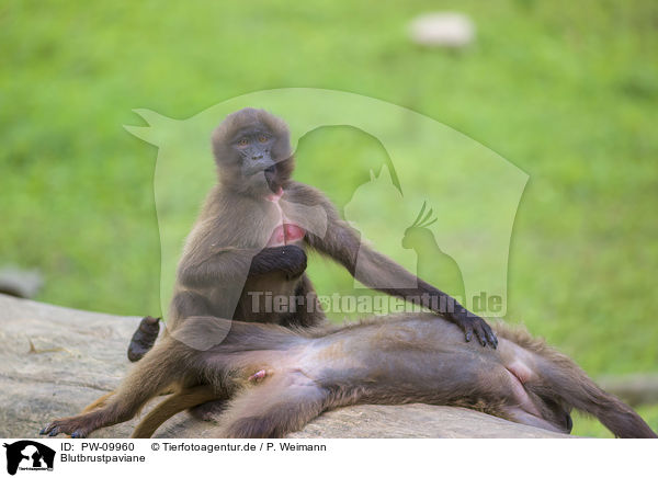 Blutbrustpaviane / gelada baboons / PW-09960