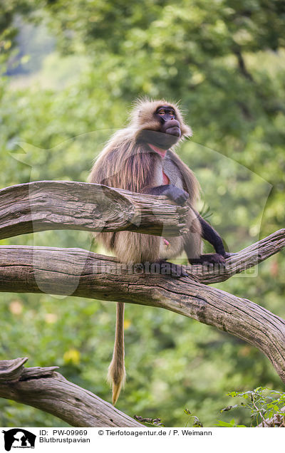 Blutbrustpavian / gelada baboon / PW-09969