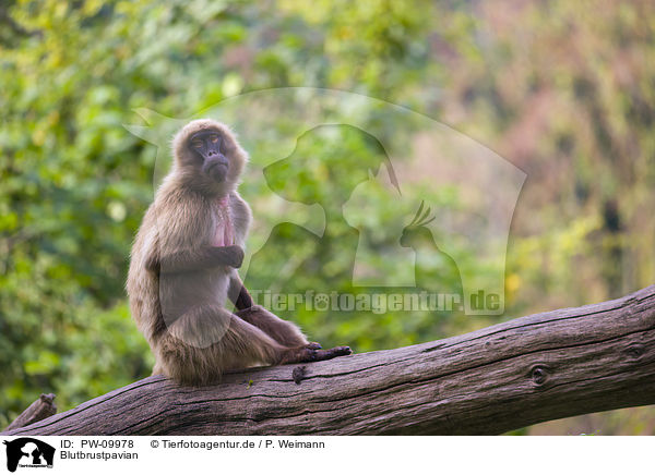 Blutbrustpavian / gelada baboon / PW-09978