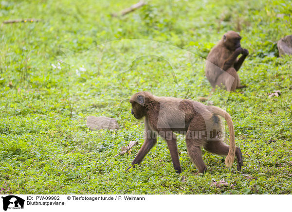 Blutbrustpaviane / gelada baboons / PW-09982