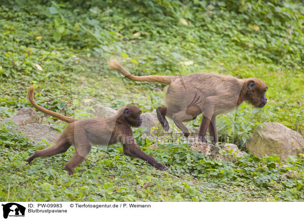 Blutbrustpaviane / gelada baboons / PW-09983