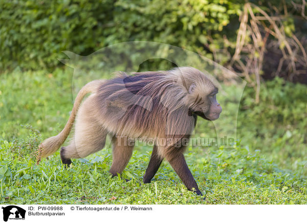 Blutbrustpavian / gelada baboon / PW-09988