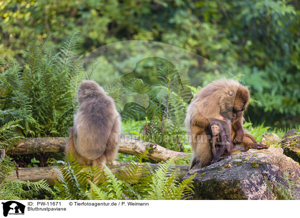 Blutbrustpaviane / gelada baboons / PW-11671