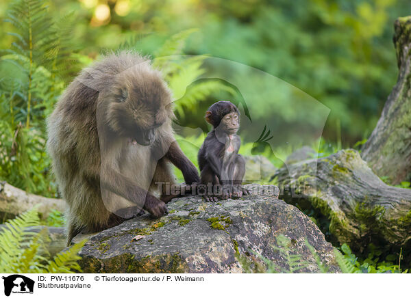 Blutbrustpaviane / gelada baboons / PW-11676