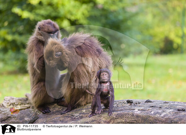 Blutbrustpaviane / gelada baboons / PW-11735