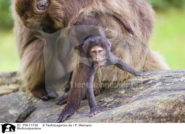 Blutbrustpaviane / gelada baboons / PW-11736