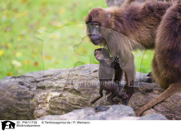 Blutbrustpaviane / gelada baboons / PW-11738