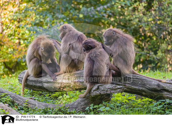 Blutbrustpaviane / gelada baboons / PW-11774