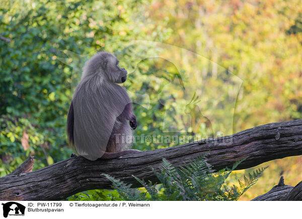 Blutbrustpavian / gelada baboon / PW-11799