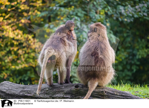 Blutbrustpaviane / gelada baboons / PW-11801