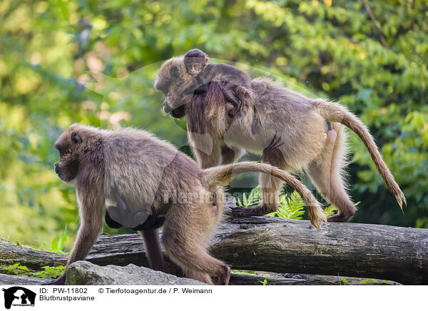 Blutbrustpaviane / gelada baboons / PW-11802