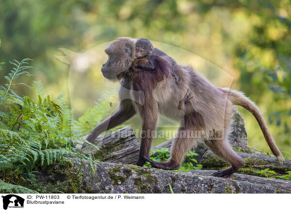 Blutbrustpaviane / gelada baboons / PW-11803