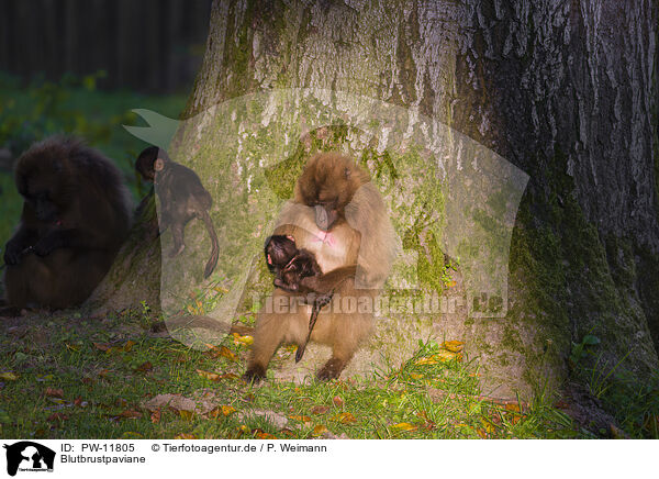 Blutbrustpaviane / gelada baboons / PW-11805