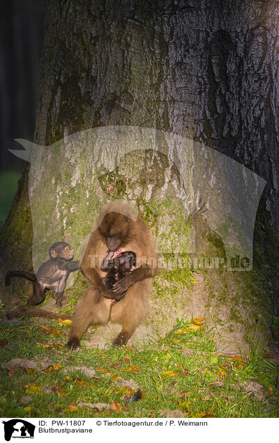 Blutbrustpaviane / gelada baboons / PW-11807