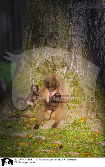 Blutbrustpaviane / gelada baboons / PW-11808