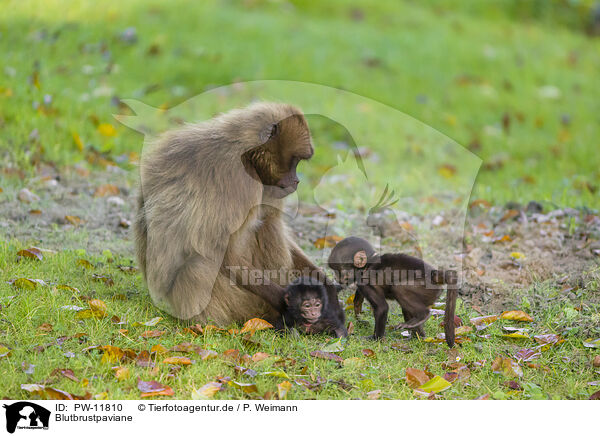 Blutbrustpaviane / gelada baboons / PW-11810