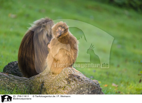 Blutbrustpaviane / gelada baboons / PW-11811