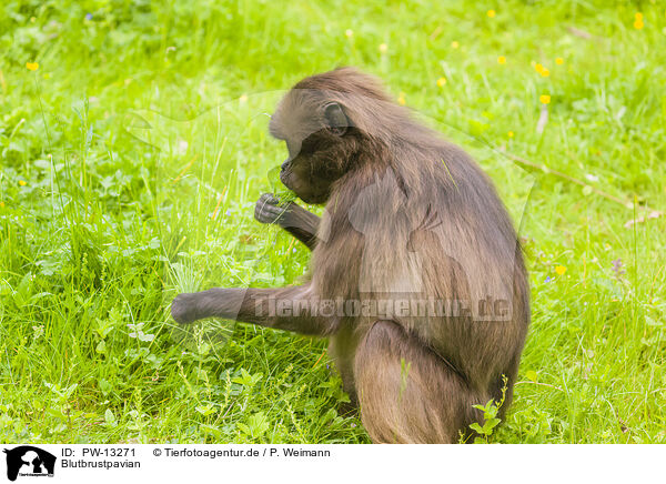 Blutbrustpavian / gelada baboon / PW-13271