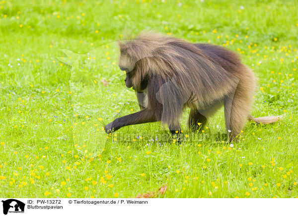 Blutbrustpavian / gelada baboon / PW-13272