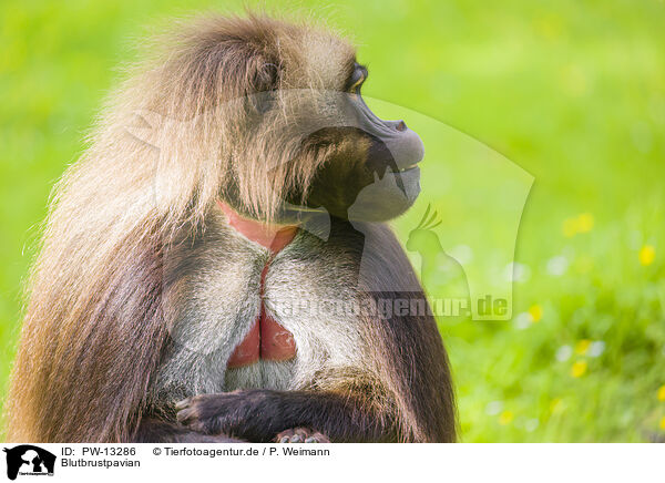 Blutbrustpavian / gelada baboon / PW-13286