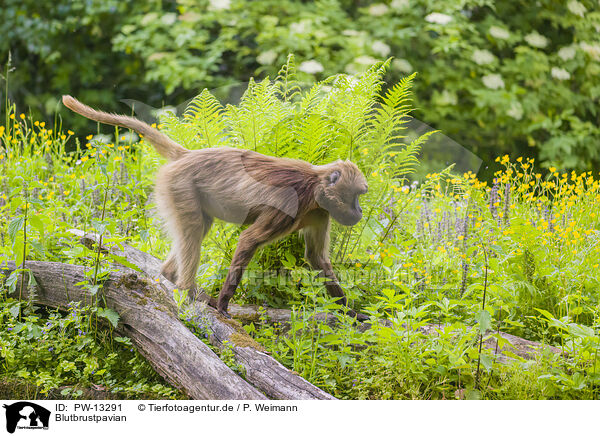 Blutbrustpavian / gelada baboon / PW-13291