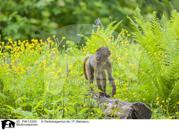 Blutbrustpavian / gelada baboon / PW-13300