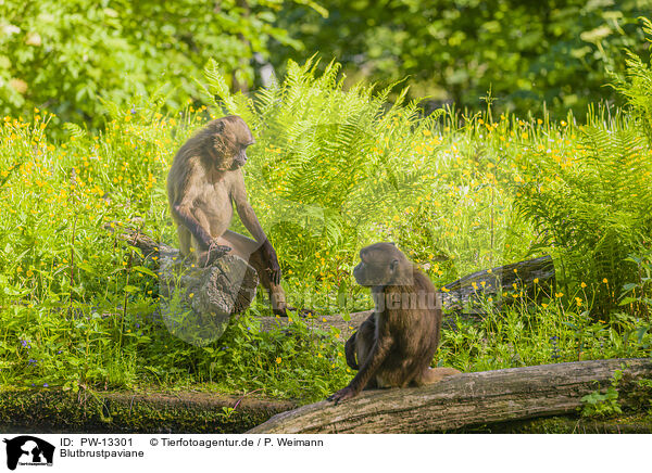 Blutbrustpaviane / gelada baboons / PW-13301